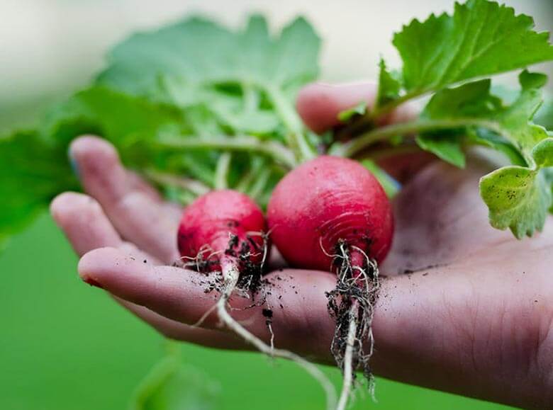 Fresh Fruit & Vegetables directly to your door